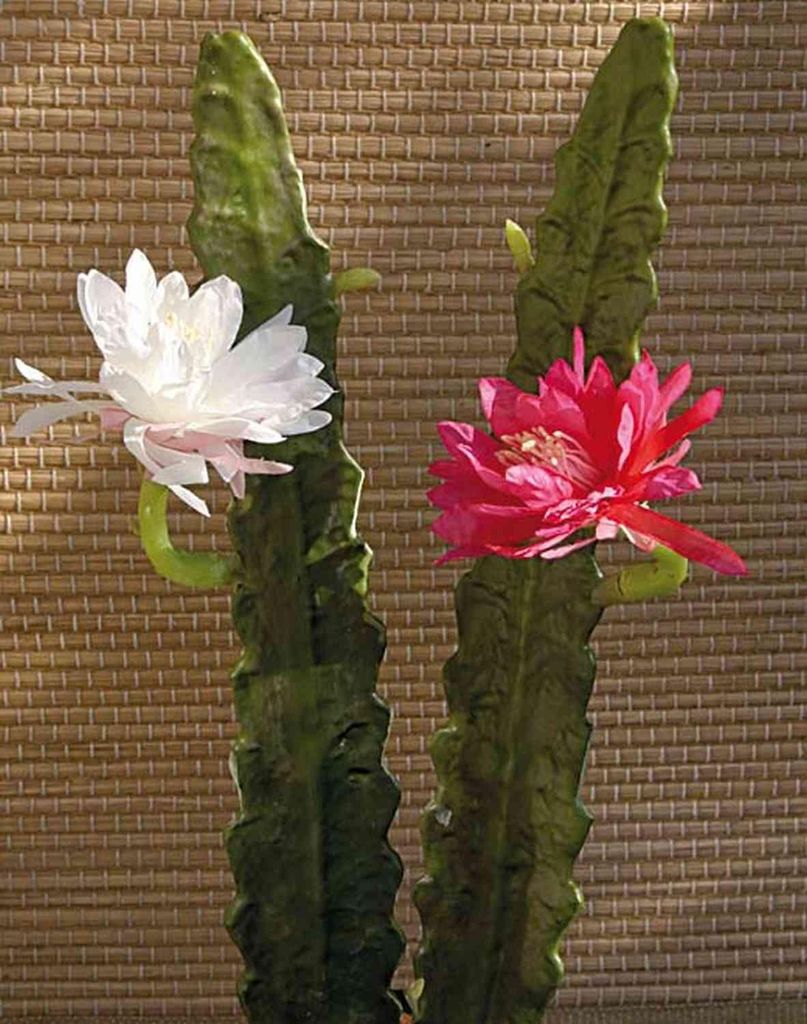 artplants.de Kunst Kaktus Königin der Nacht Domenica, Blüte, weiß, 50cm - Deko Kaktus Königin der Nacht