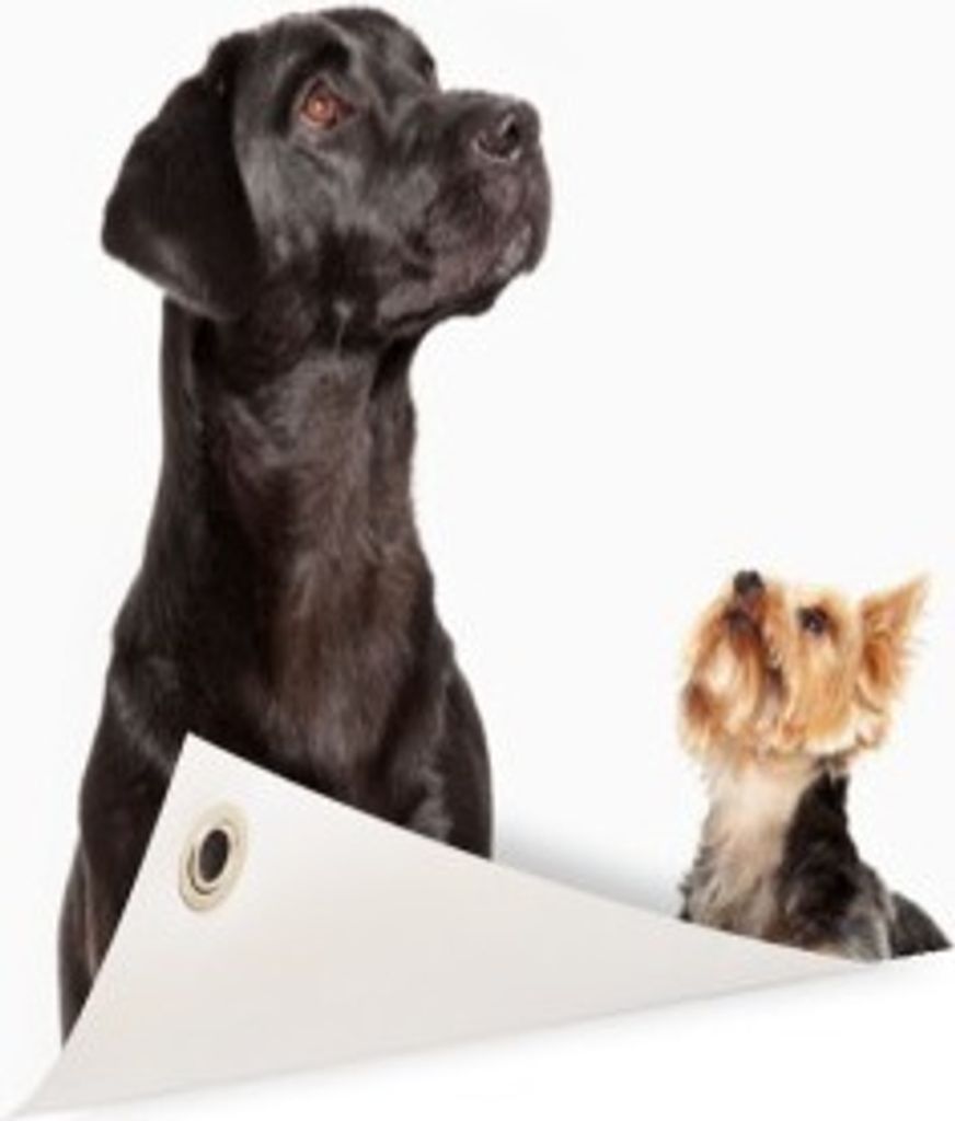 Gartenposter - 80x120 cm - Hunde schauen nach oben - Modernes Wandbilder - HausTierposter