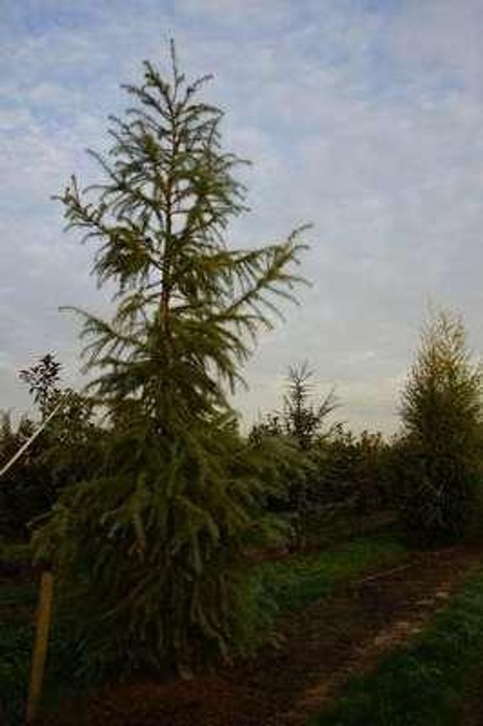 25 x Larix kaempferi - Japanische Lärche 40-60 cm | Wurzelnackt