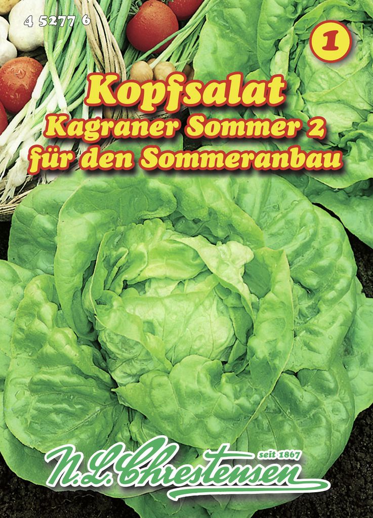 Kopfsalat Kagraner Sommer 2 | Kopfsalatsamen von N.L. Chrestensen