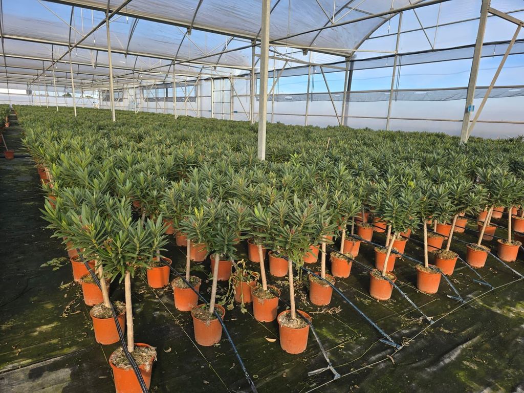 Slnečný strom - Rastlina - Oleander na kmeni - Nerium Obrázok produktu 