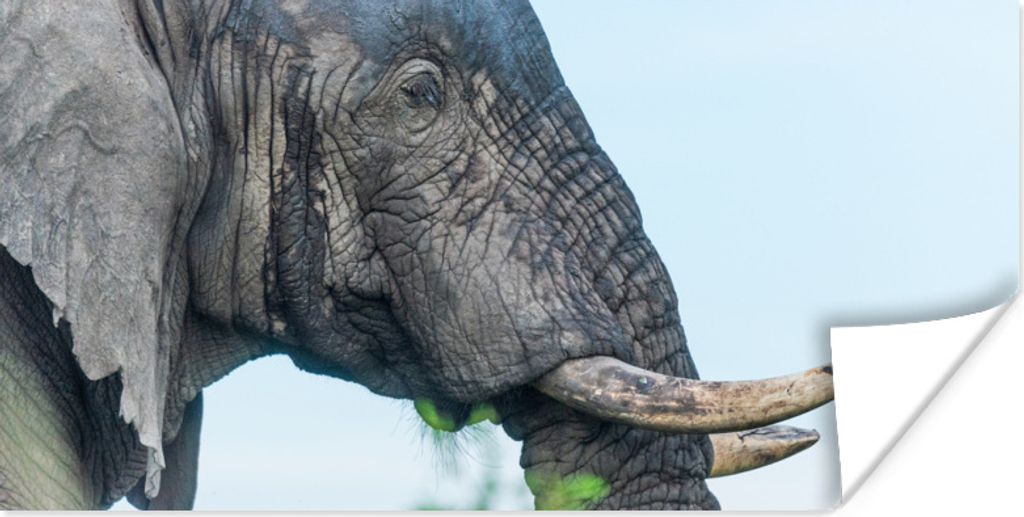MuchoWow Poster Nahaufnahme eines afrikanischen Elefanten 80x40 cm - Wanddeko