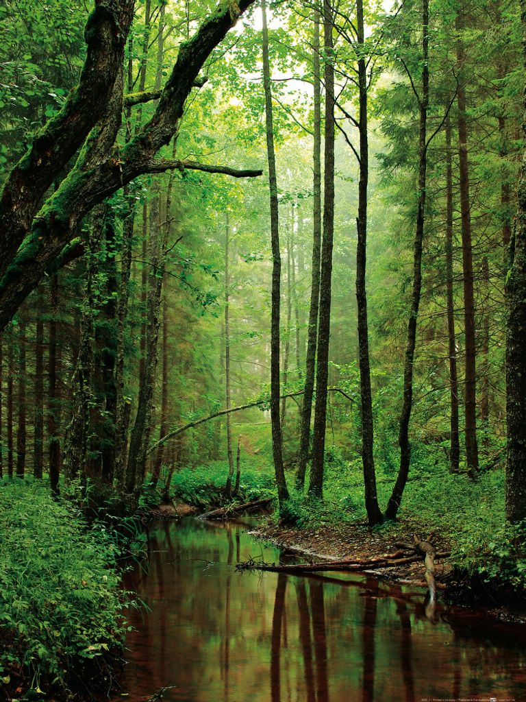 Wälder Kunstdruck Bild - Ein Stiller Bach Fließt Durch Den Wald (80 x 60 cm)
