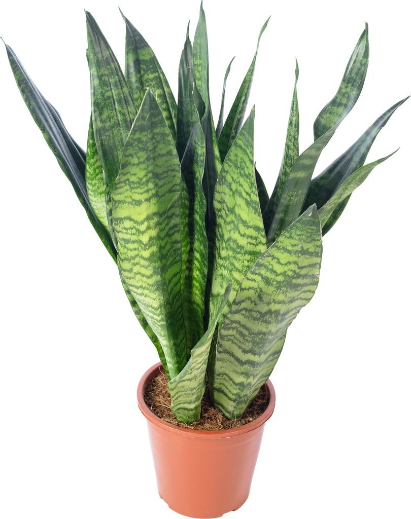 Bogenhanf - pflegeleichte Zimmerpflanze, Sansevieria Produktbild 