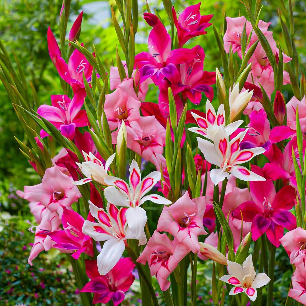 Bulbes de gladiole - 50 bulbes de fleurs - Mélange "Nanus" Image du produit 