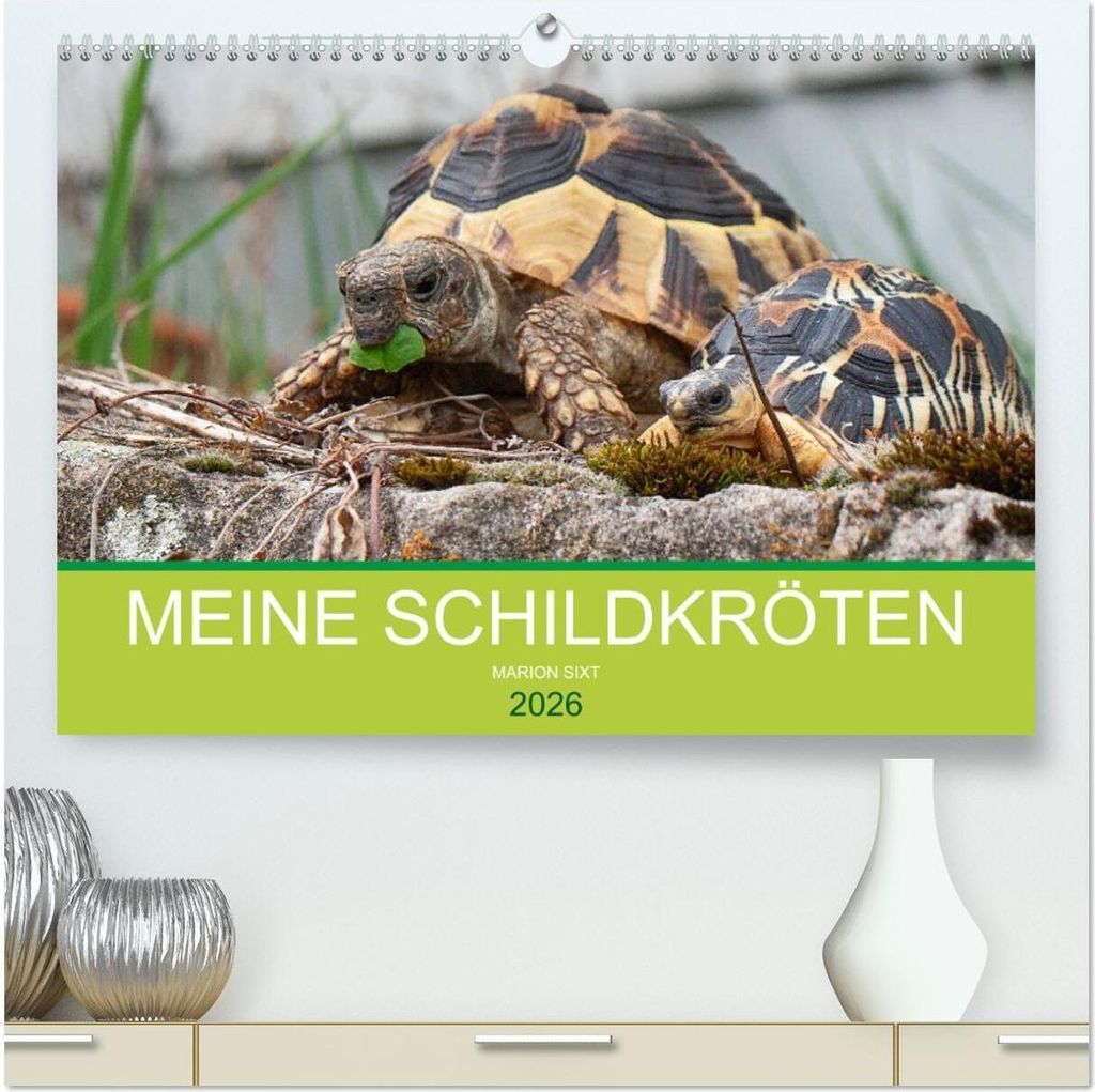 Meine Schildkröten (hochwertiger Premium Wandkalender 2026 DIN A2 quer), Kunstdruck in Hochglanz