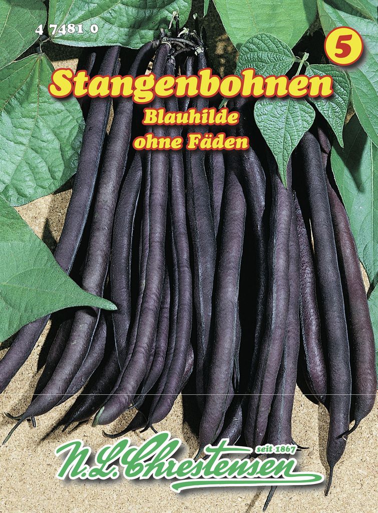 Stangenbohne Blauhilde | Stangenbohnensamen von N.L. Chrestensen