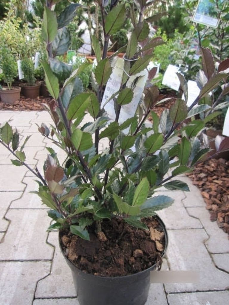 Ilex meserveae Heckenblau EU - Stechpalme Heckenblau EU - 40-50