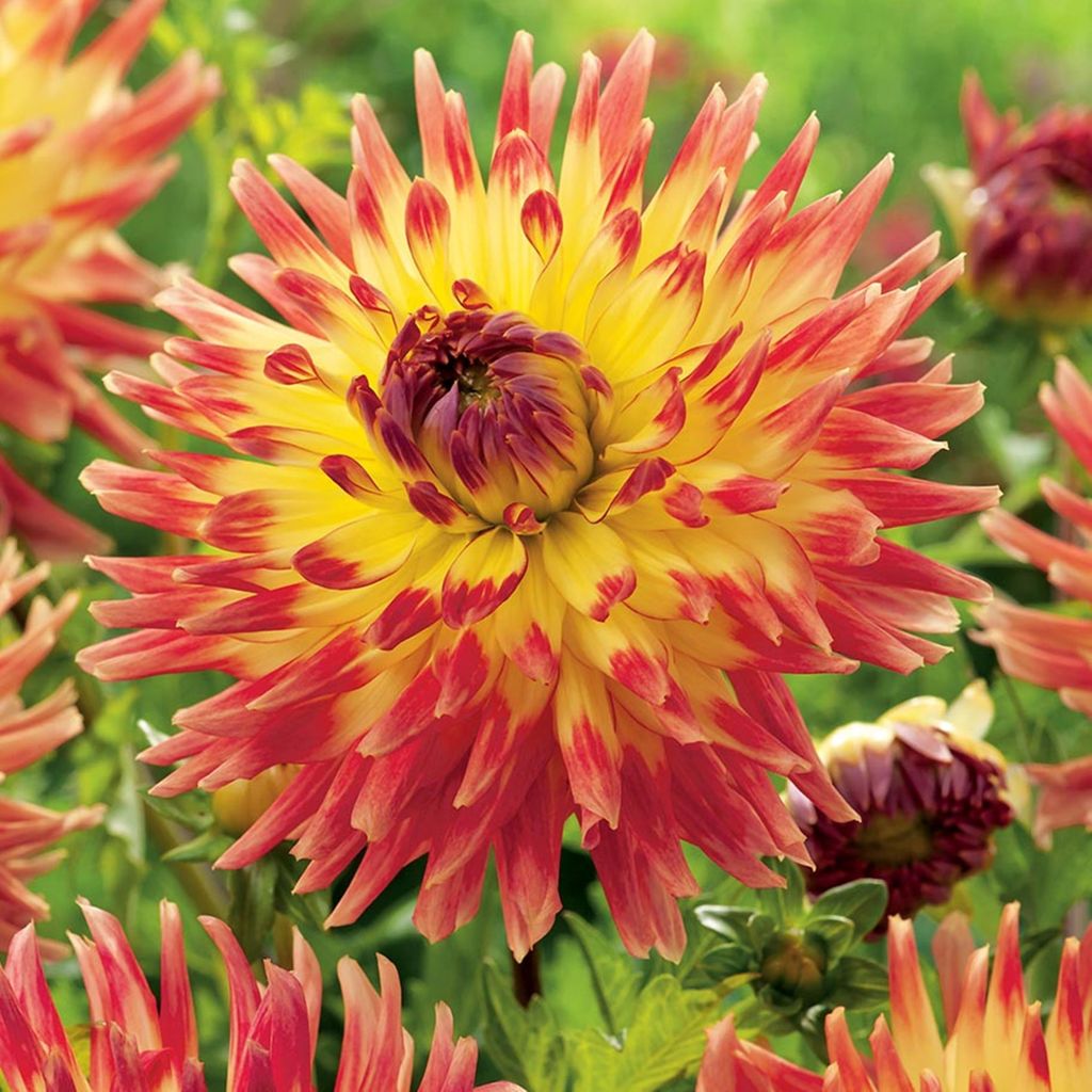 Kaktus-Dahlie große Dahlienpflanzen für Garten und Töpfe Produktbild 