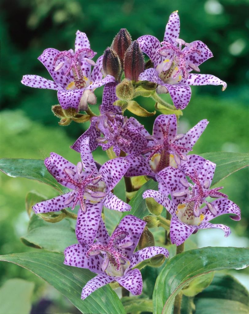 Tricyrtis hirta, Krötenlilie, exotisch, ca. 9x9 cm Topf Produktbild 