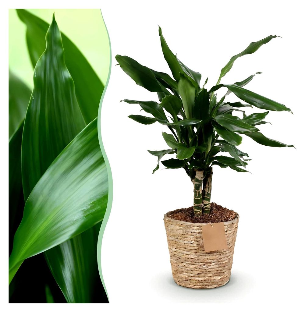 Dracaena fragrans Steudneri - Drachenbaum - Pflegeleicht - mit Korb - Grün - 50-55 cm - Ø 17 cm - Zimmerpflanze - Immergrün