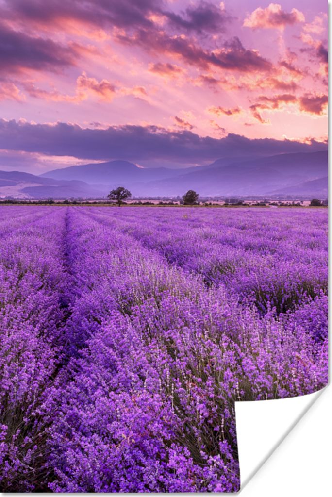 MuchoWow Poster Lavendel - Lila - Blumen - Feld 80x120 cm - Papierdruck