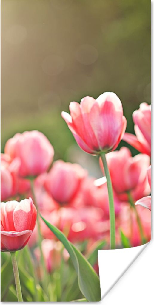 MuchoWow Poster Tulpen - Sonne - Frühling 60x120 cm - Wandschmuck