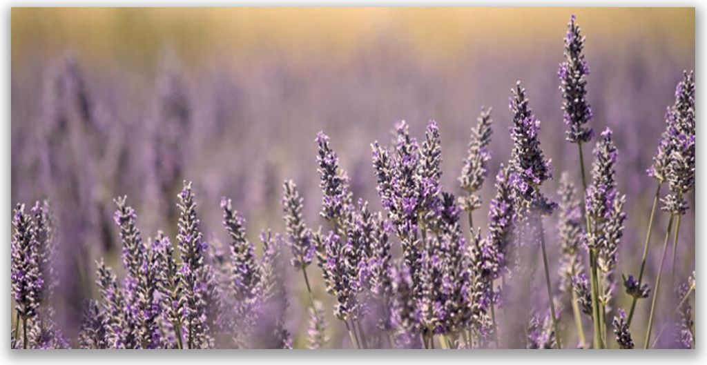 Glasbilder 140x70 Wandbild Druck auf Glas Blumen Pflanzen