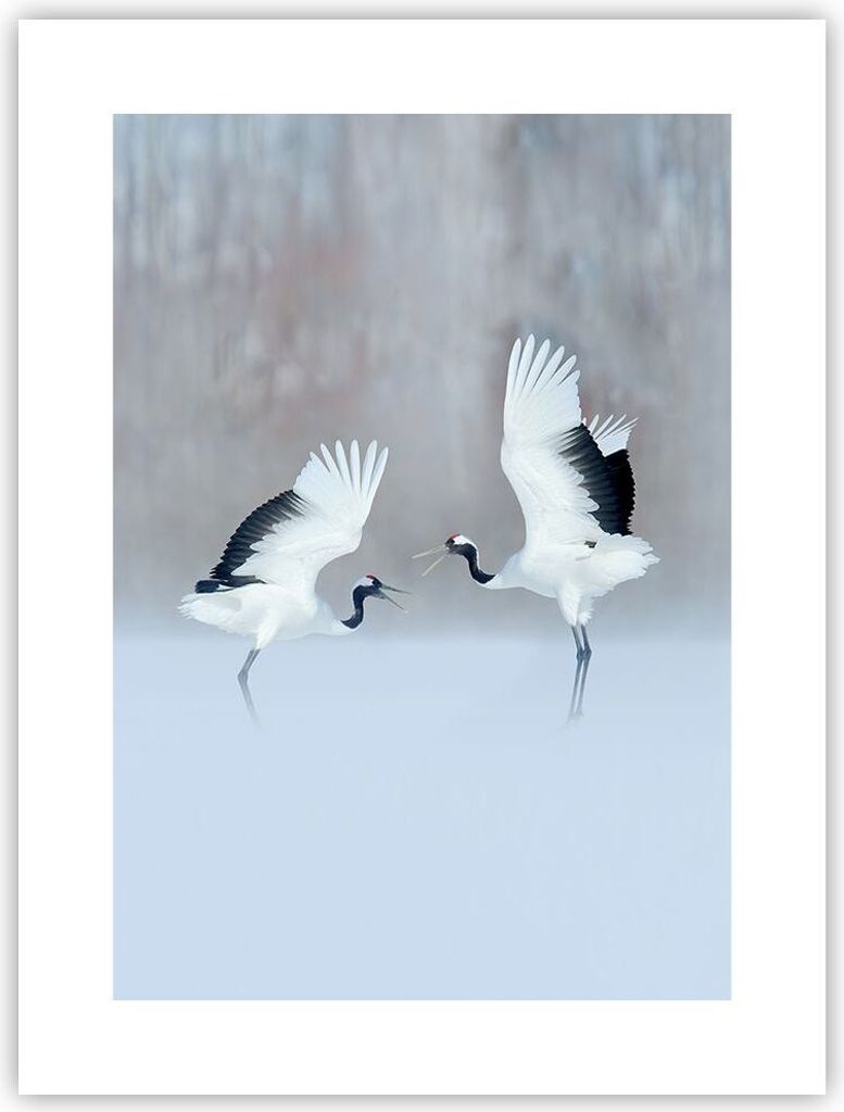 Poster - Poster ohne Rahmen - Kraniche kämpfen tanzen - 30x40 cm - Wand Bild - Wanddeko - Wandbilder - Kunstposter - Wandposter - Bilder - Kunstdr...