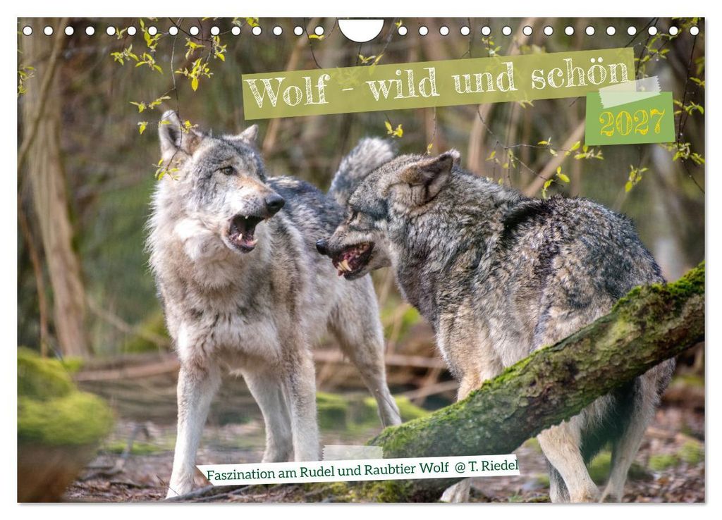 Wolf - wild und schön (Wandkalender 2027 DIN A4 quer), CALVENDO Monatskalender