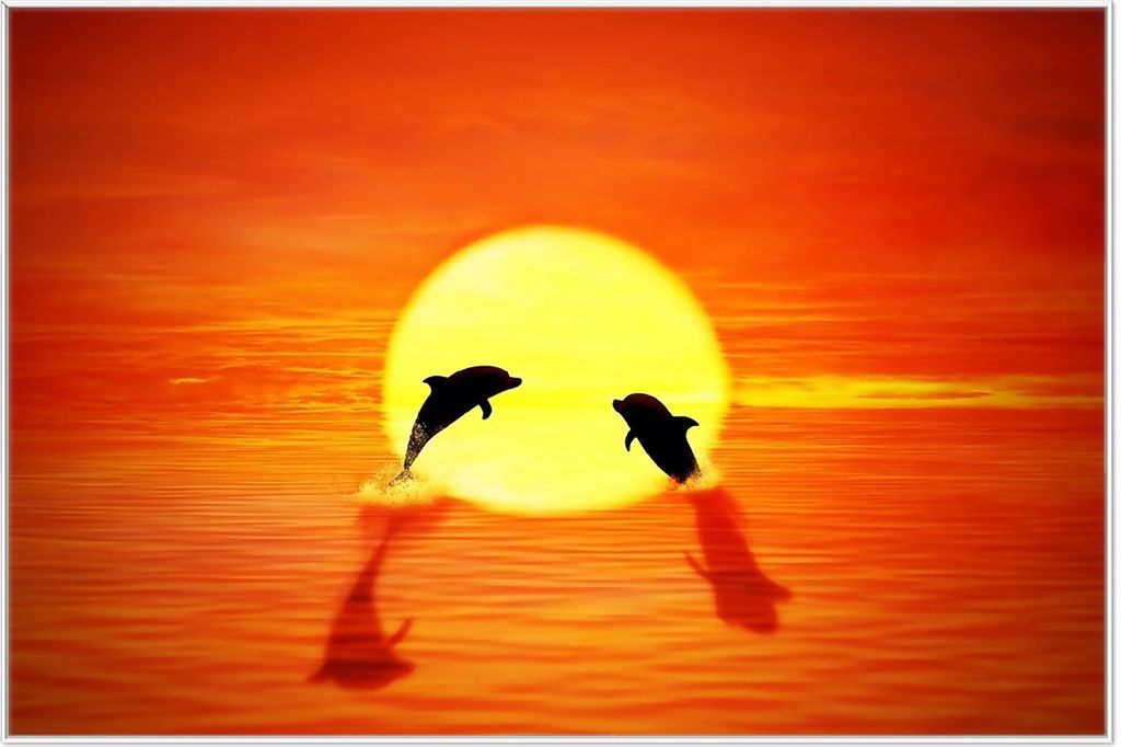 Wallario Wandbild Delphine im Sonnenuntergang, Größe: 61 x 91,50 cm, Poster mit weißem Aluminiumrahmen