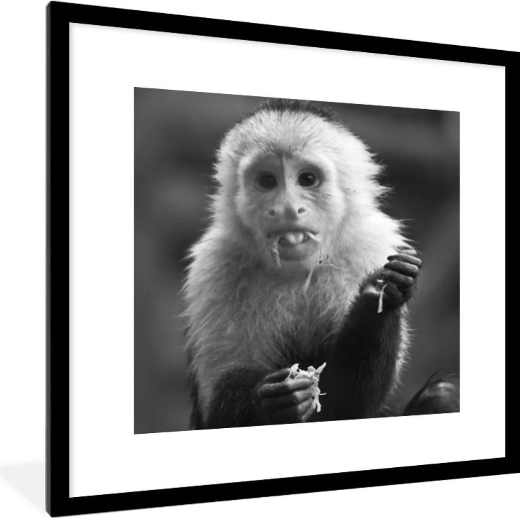 MuchoWow MuchoWow Gerahmtes Poster Fruchtfressendes Kapuzineräffchen in Costa Rica in Schwarz und Weiß 40x40 cm - Poster mit zchwarzem Bilder...