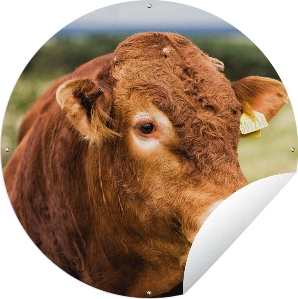 MuchoWow Gartenposter Outdoor-Poster Rund Schottischer Highlander - Berg - Zaun Ø 90 cm Gartendeko Rundes Poster draußen