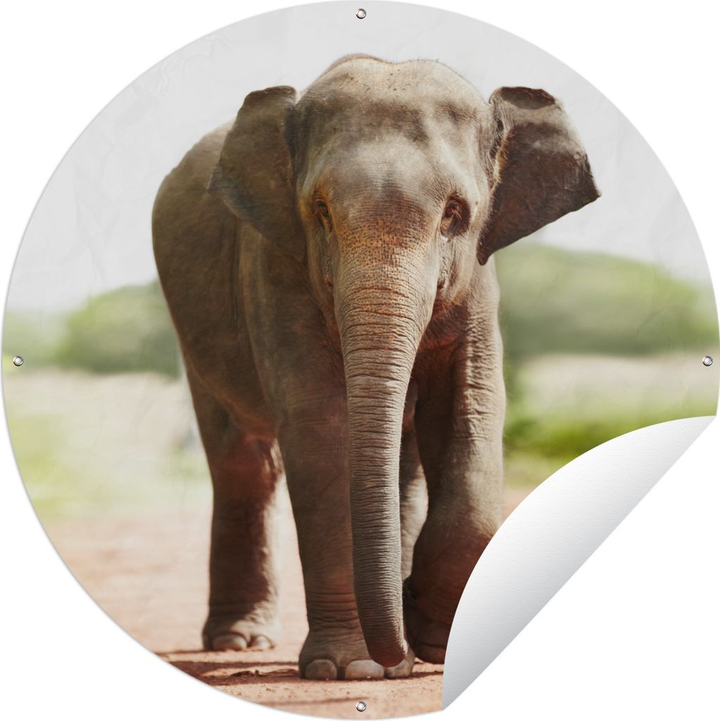MuchoWow Gartenposter Outdoor-Poster Rund Elefant - Sonne - Safari Ø 90 cm Gartendeko Rundes Poster draußen