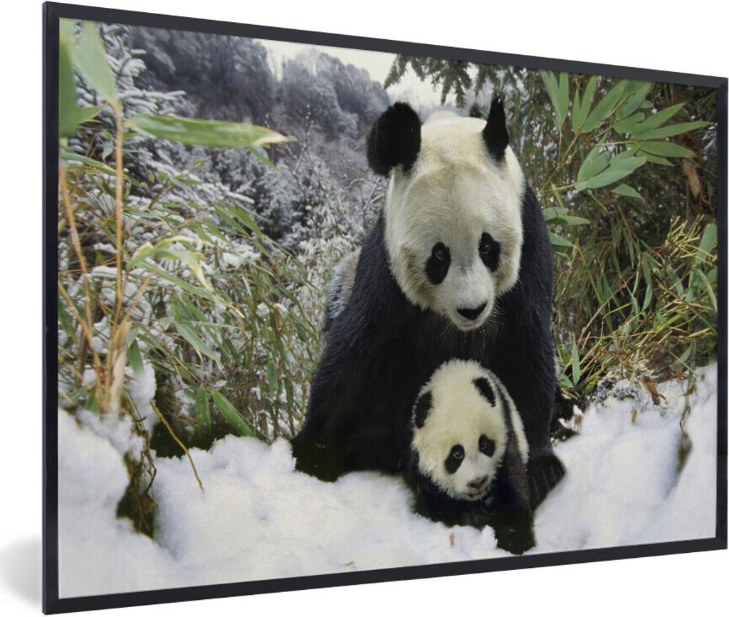 MuchoWow Gerahmtes Poster Panda - Jungtier - Schnee 30x20 cm - Poster mit Schwarzem Bilderrahmen Wandposter Rahmen Foto Bilder - Kunstdruck - Bil...