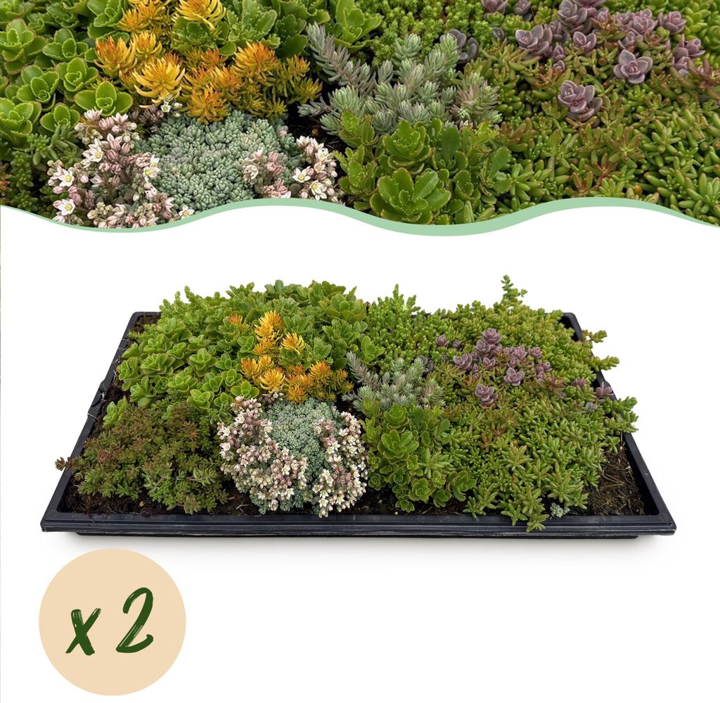GreenboutiQ - Bodendecker - Winterhart - Sedummatte - Besteht aus 10 Sorten - X2 - Wenig Pflege - Länge 50cm Breite 30cm