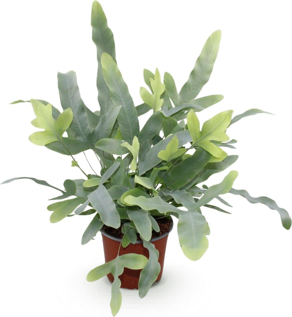 Phlebodium aureum Blue Star Farn – Blaue Farnpflanze – Haustierfreundliche Zimmerpflanze 12cm – Höhe ca.25cm – Dekorativer Tropenfarn für...