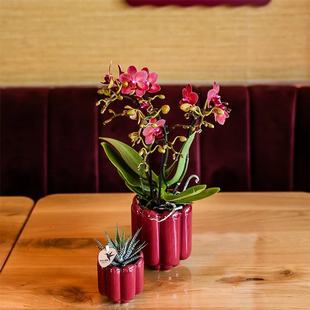 Orchidée Congo rouge intense Ø9cm, fleurs durables et pot rétro rouge