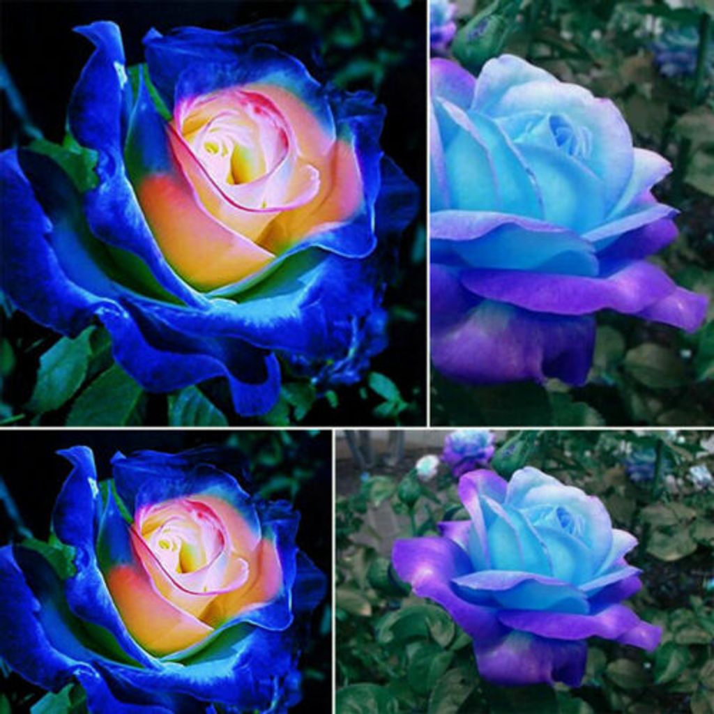 tasche Rose Blumensamen Mitternachtsblau seltene-Gartenpflanze Mode 10 Samen 