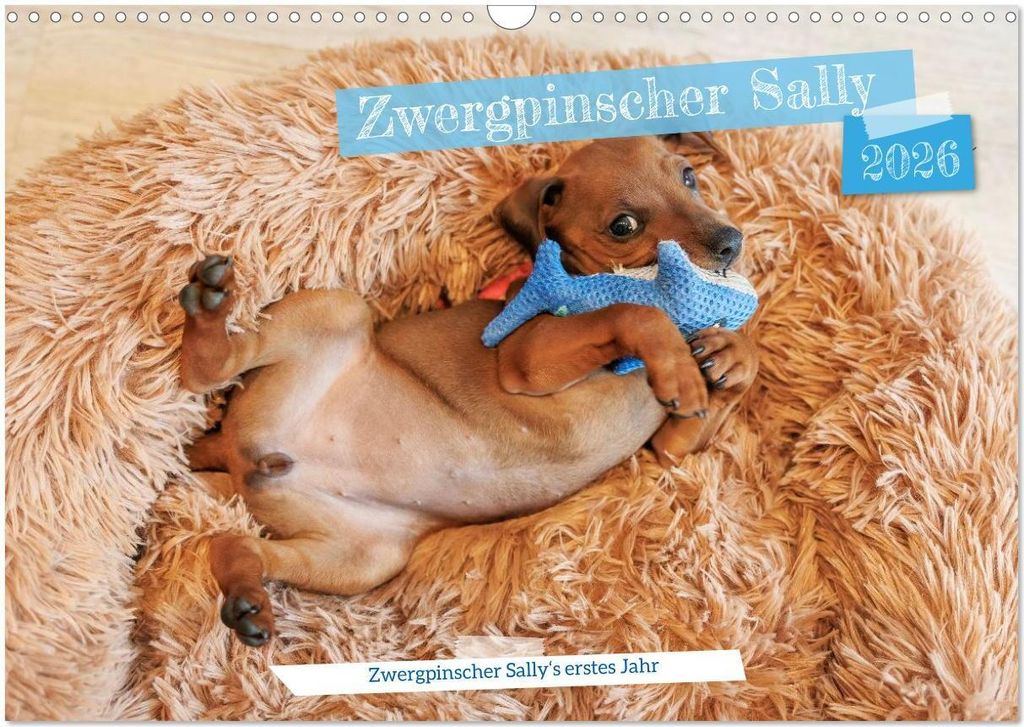 Zwergpinscher Sally‘s erstes Jahr (Wandkalender 2026 DIN A3 quer), CALVENDO Monatskalender