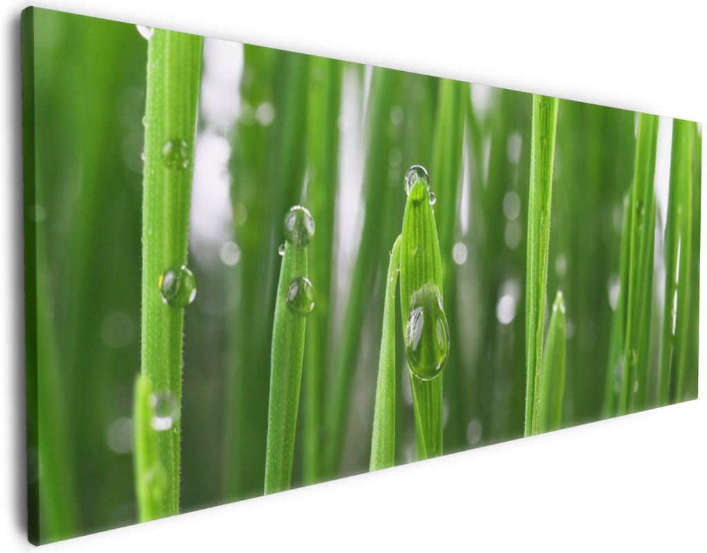 Wallario Premium Leinwandbild Wassertropfen an Grashalmen in Größe 80 x 200 cm