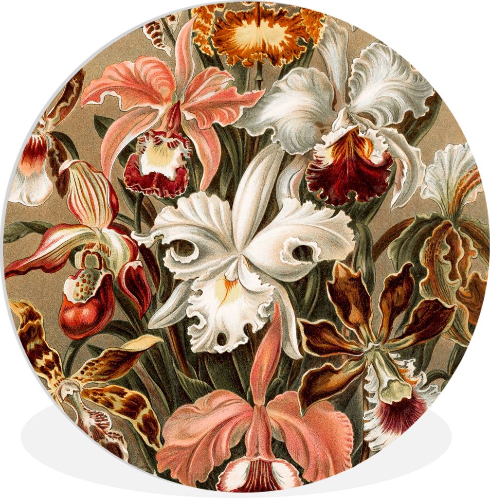 MuchoWow Rundes Wandbild - Runde Bilder Orchidee - Ernst Haeckel Ø 90 cm Kreis Wanddekoration Kunststoff - Wandkreis - Wandschmuck - Wand-Kreis ...