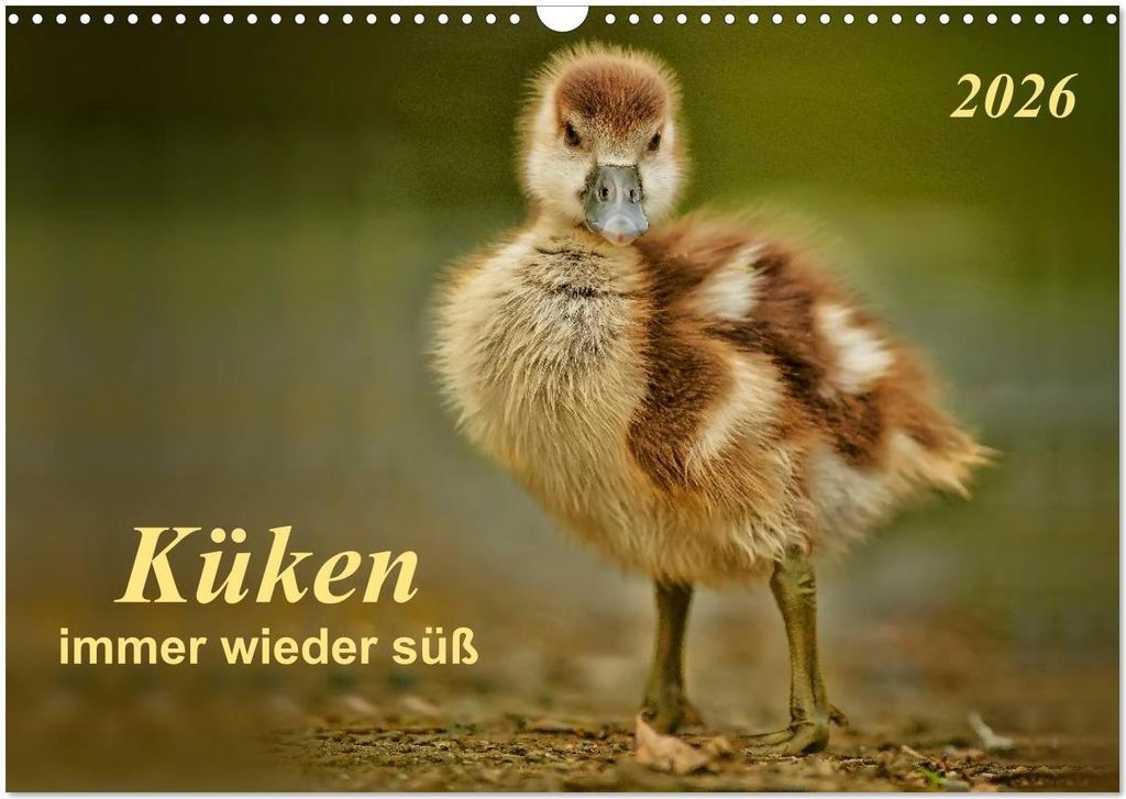 Küken - immer wieder süß (Wandkalender 2026 DIN A3 quer), CALVENDO Monatskalender