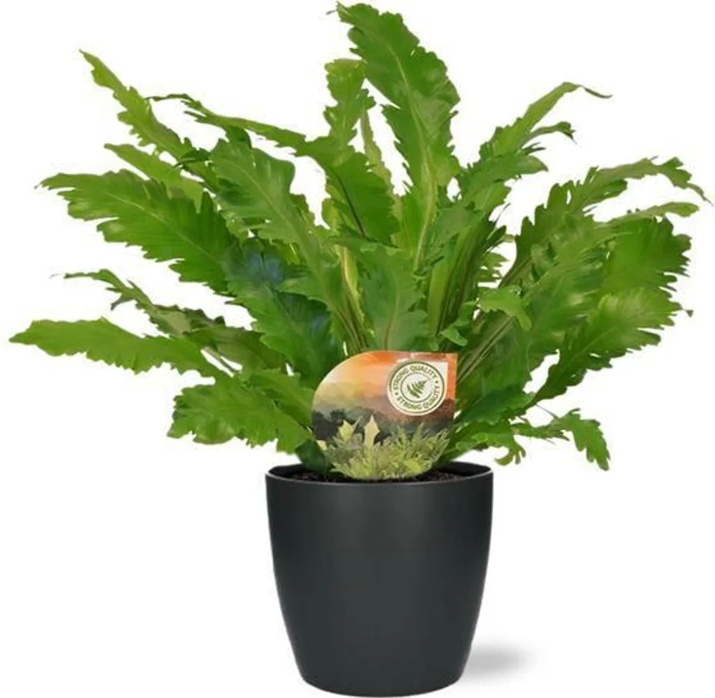 Asplenium Campio Fougère nid Ø17cm avec Pot Bruxelles Anthracite 50cm