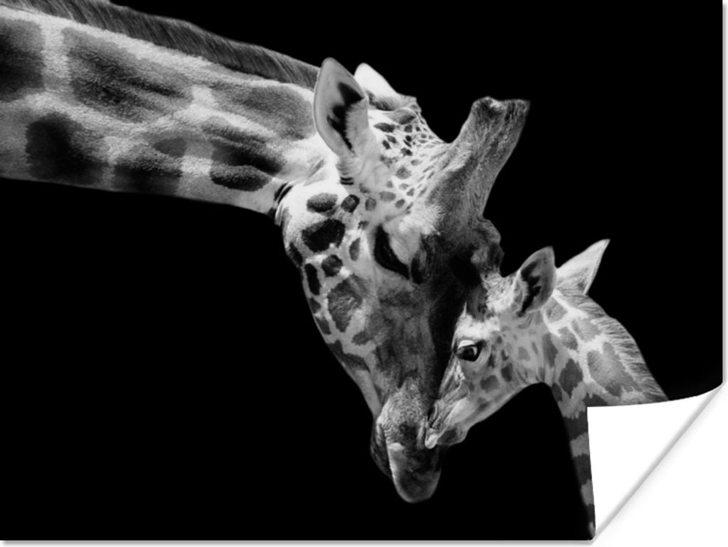 MuchoWow Poster Giraffe - Wildtiere - Porträt - Schwarz-Weiß 40x30 cm - Plakate für die Wände - Poster Wohnzimmer