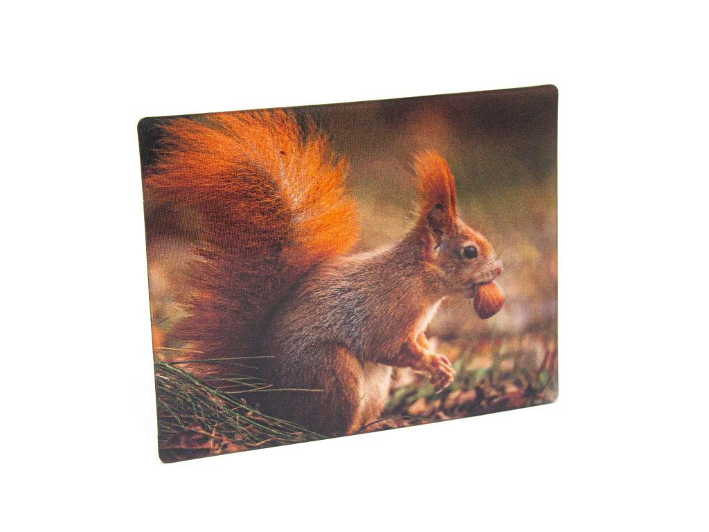 3 D Magnet Eichhörnchen, 9 x 7 cm, Tiere Waldtier, Produktbild 