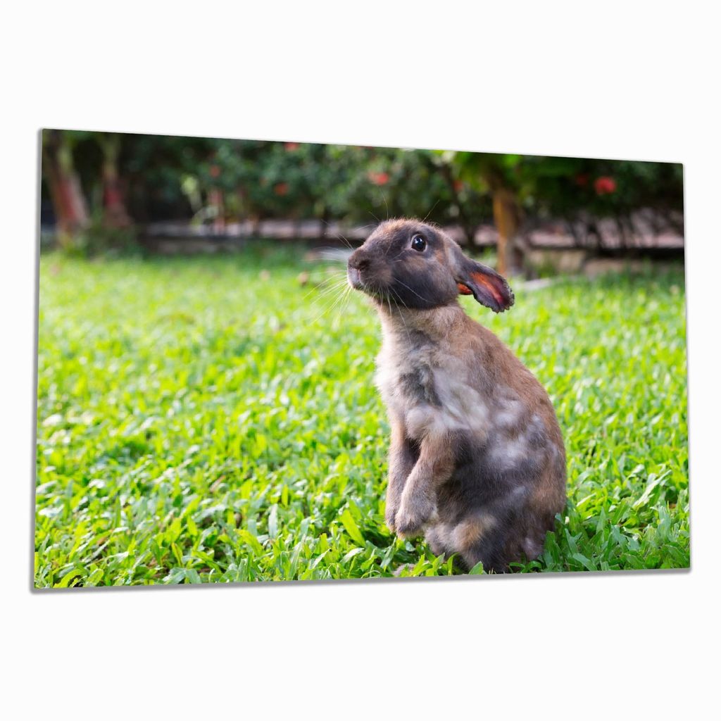 Wallario Herdabdeckplatte aus Glas, Größe 80 x 52 cm 1-teilig, Motiv Kaninchen im Garten mit süßem Blick