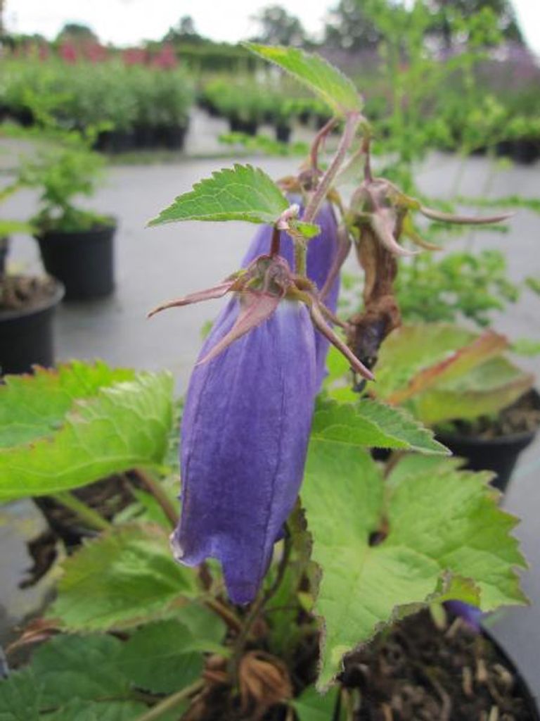 Riesen-Dolden-Glockenblume Sarastro - Campanula punctata Sarastro - Blumenstaude