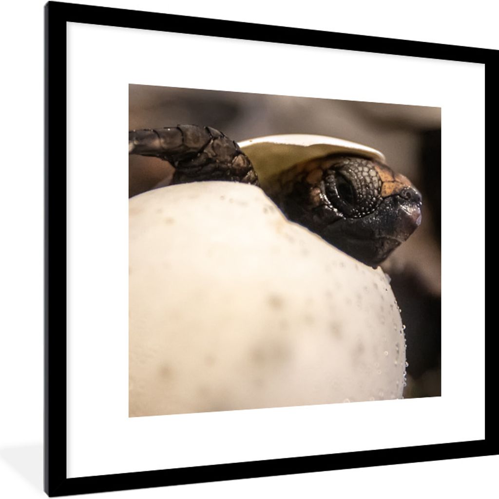 MuchoWow Gerahmtes Poster Schildkröte - Baby - Ei 40x40 cm - Poster mit Schwarzem Bilderrahmen Wandposter Rahmen Foto Bilder - Poster - Plakat i...