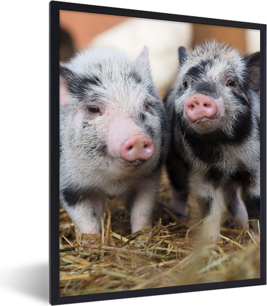 MuchoWow Gerahmtes Poster Schwein - Tiere - Ferkel 60x80 cm - Poster mit Schwarzem Bilderrahmen Wandposter Rahmen Foto Bilder - Premium - Wanddek...