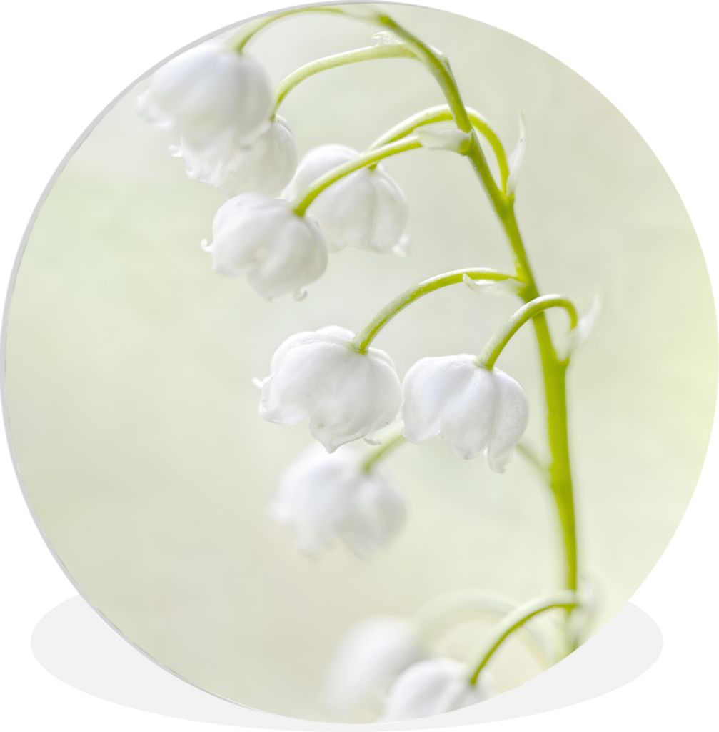 MuchoWow Rundes Wandbild - Runde Bilder Schneeweißes Maiglöckchen Ø 30 cm Kreis Wanddekoration Kunststoff - Wandkreis - Wandschmuck - Schlafzi...