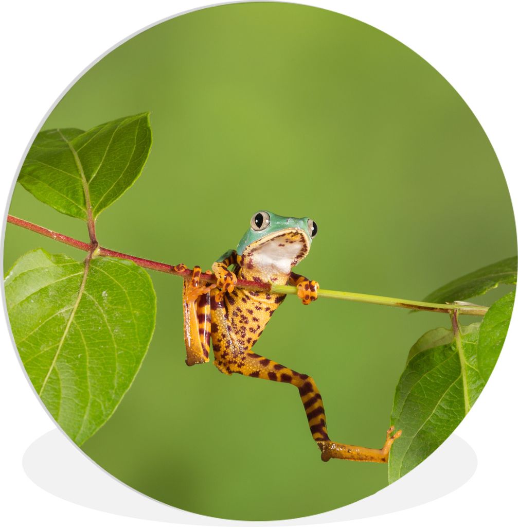 MuchoWow Rundes Wandbild - Runde Bilder Frosch - Zweig - Grün Ø 30 cm Kreis Wanddekoration Kunststoff - Wandkreis - Wandschmuck - Schlafzimmer ...