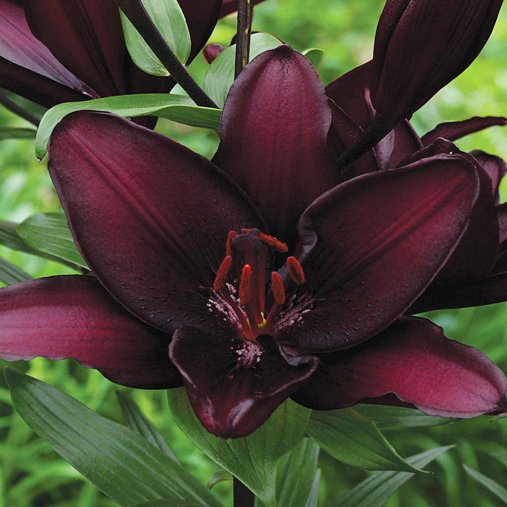 Lis Bulbes de fleurs Bulbes de fleurs Lis asiatique Mapira Image du produit 