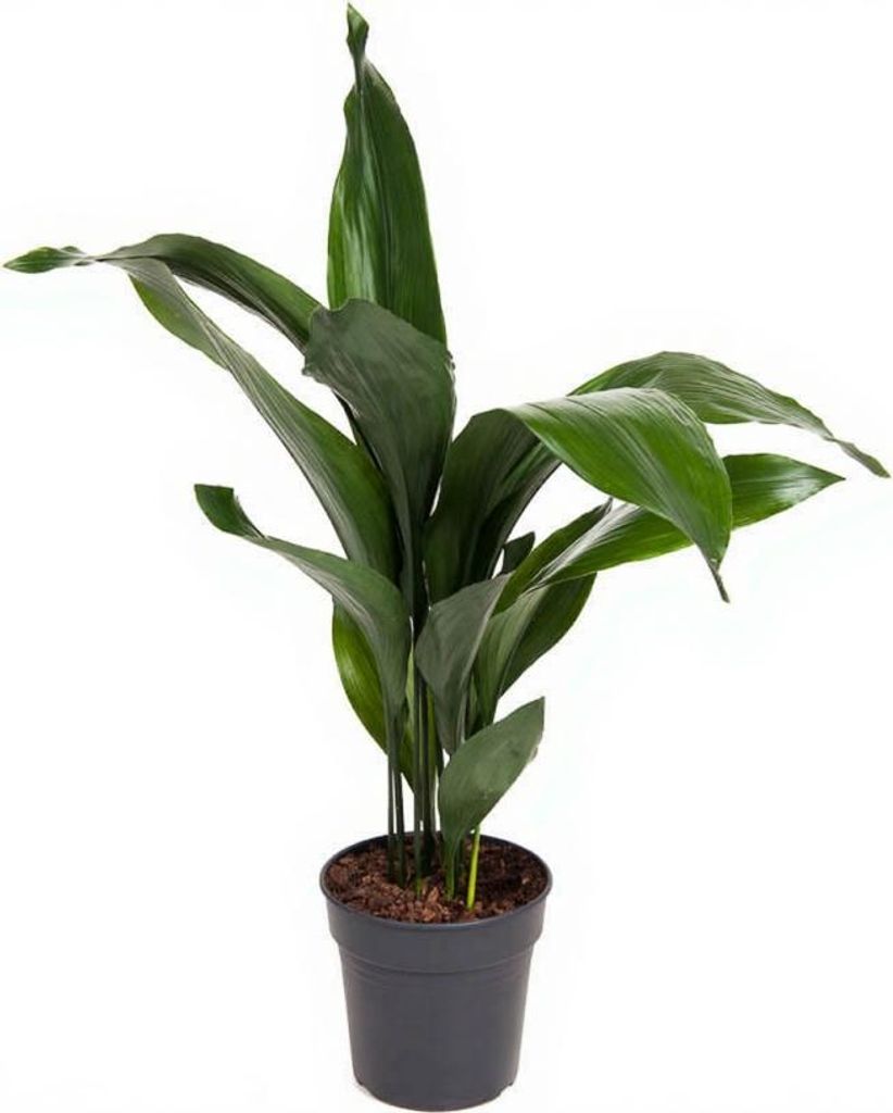Schusterpalme Aspidistra Elatior 12 blättrig 19 cm Topf 80 cm Höhe