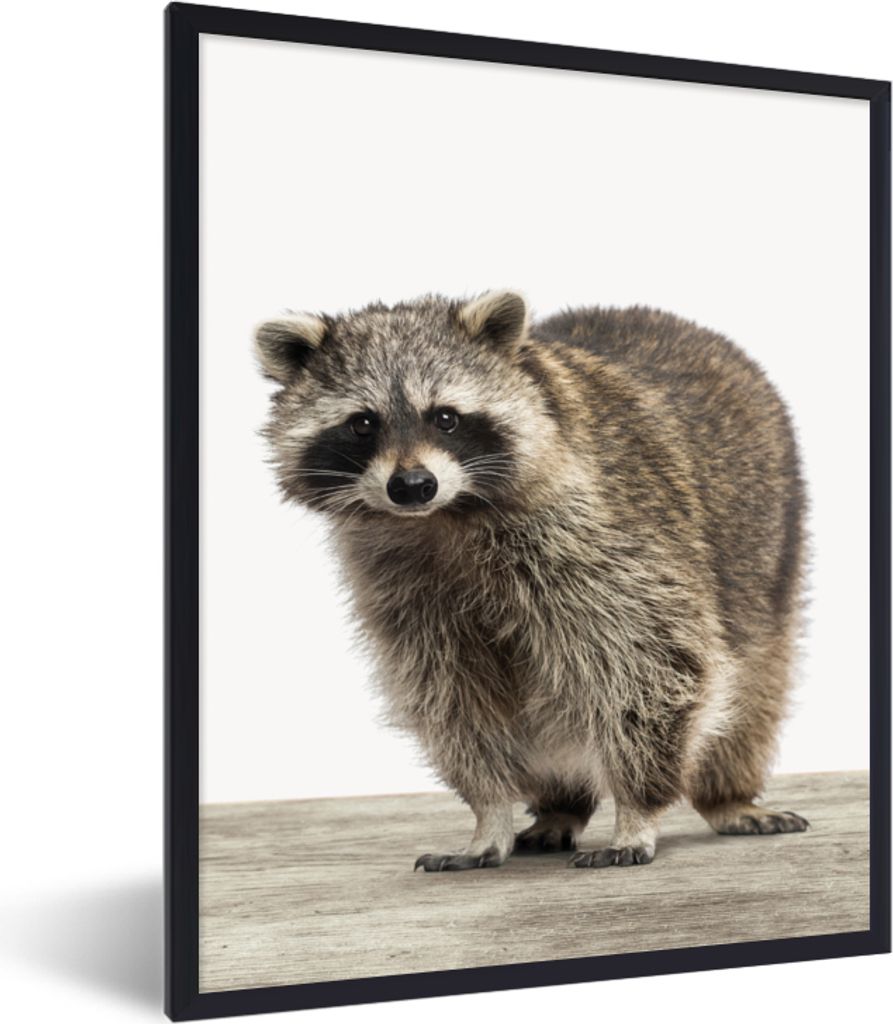MuchoWow Gerahmtes Poster Waschbär - Tiere - weißer Hintergrund - Jungen - Mädchen - Kinder 30x40 cm - Poster mit Schwarzem Bilderrahmen Wandp...