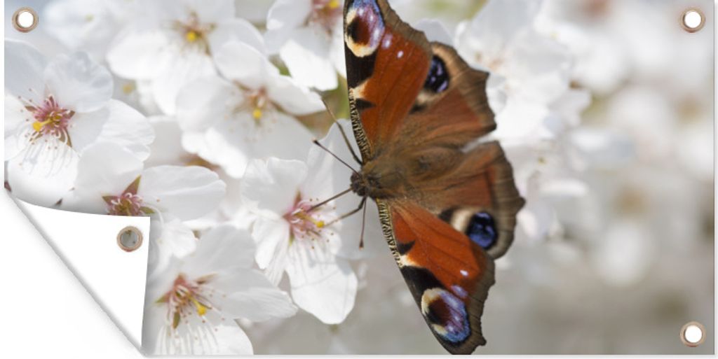 MuchoWow 80x40 cm Outdoor-Poster Gartendeko Sichtschutz Garten Poster für den Garten Tagpfauenauge Schmetterling auf Kirschblüte