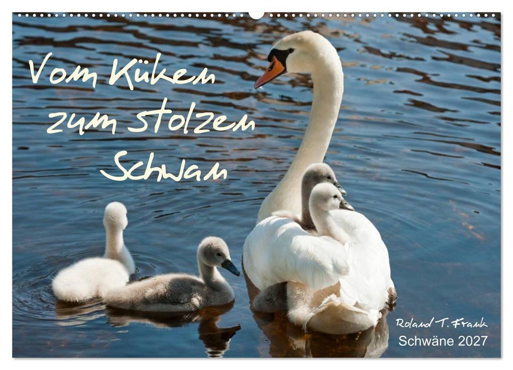 Vom Küken zum stolzen Schwan (Wandkalender 2027 DIN A2 quer), CALVENDO Monatskalender