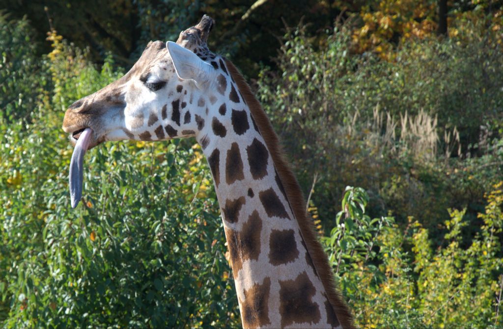 hansepuzzle 78158 - Giraffe Puzzle, 500 Teile, Natur, 46,0 x 30,0cm mit hochwertiger Aufbewahrung, Kartonbox und wiederverschließbarem Beutel
