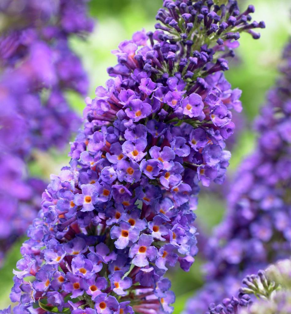 Sommerflieder ´EMPIRE BLUE´ 40-50 cm, Cont. 2,5 l Produktbild 