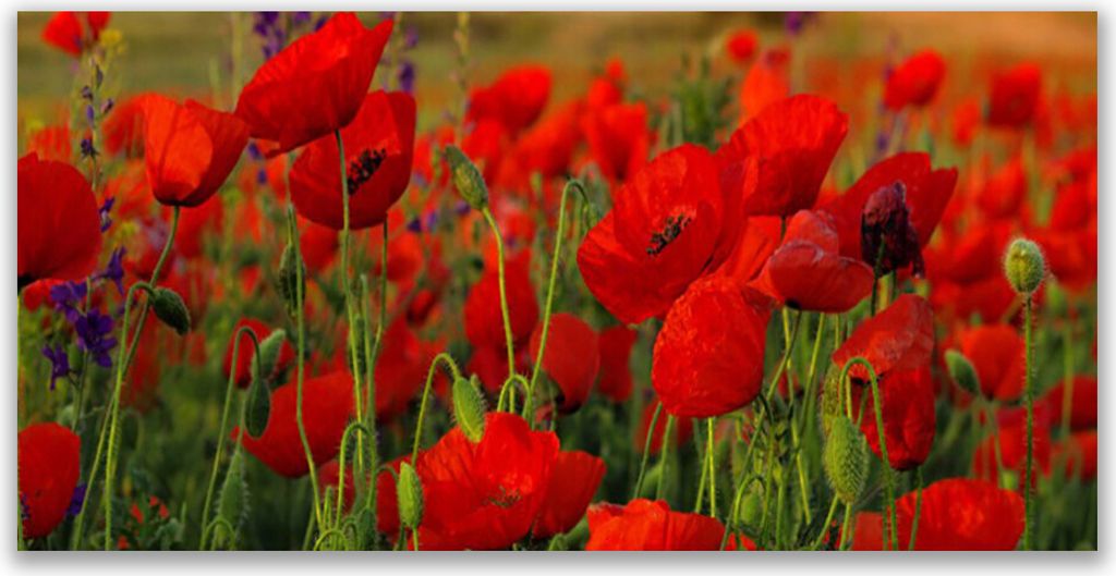 Küchenrückwand aus Glas 140x70cm Spritzschutz Mohnblumen Pflanzen